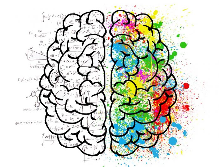 Cerebro y hemisferios diferenciados